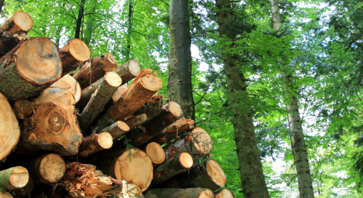 Logging market photo